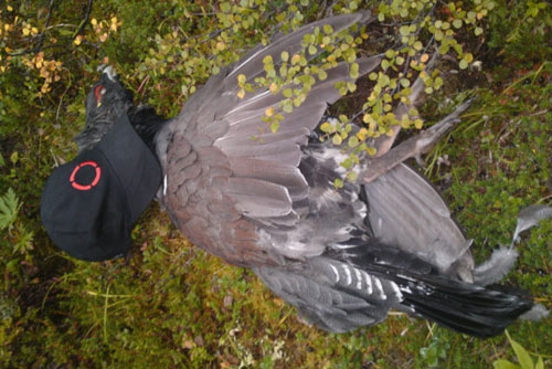 A big bird